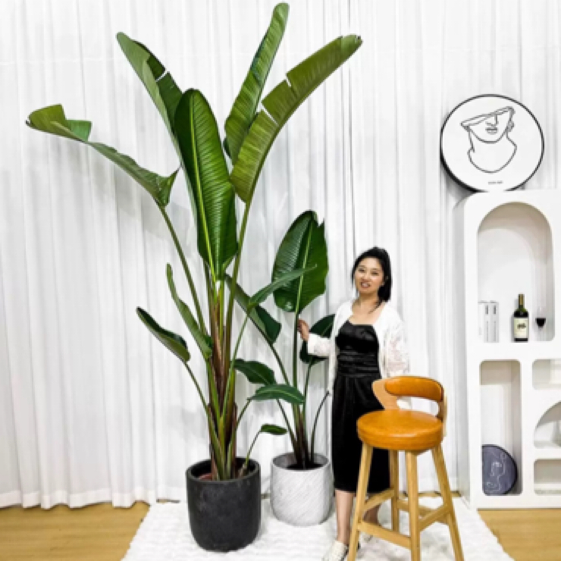 天堂鸟客厅室内大型绿植一物一拍盆栽