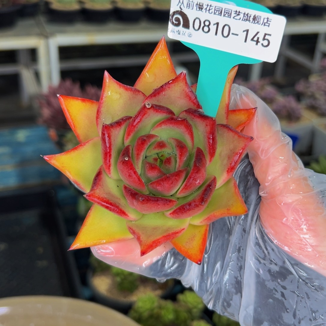 多肉一物一拍0810-145