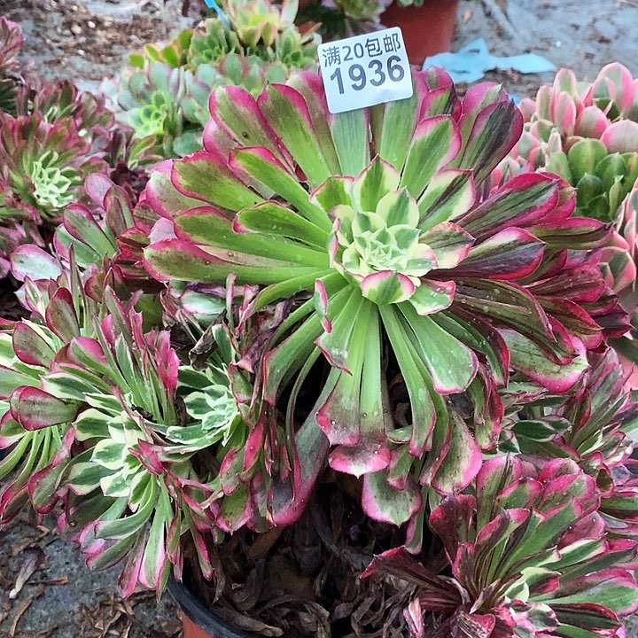 1936 一颗童花顺法师