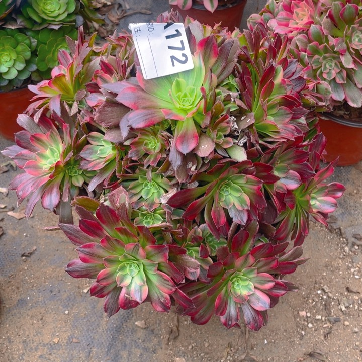 多肉安纳法师172