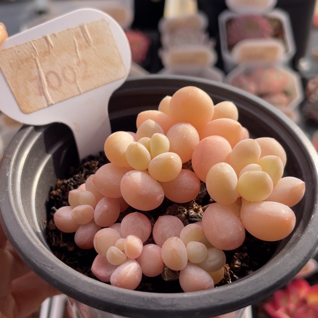 泡泡糖7002-6.5厘米