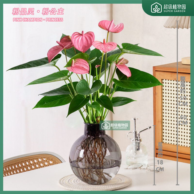 【带花发】水培植物粉掌盆栽室内净化空气好养四季开花绿植50-60cm