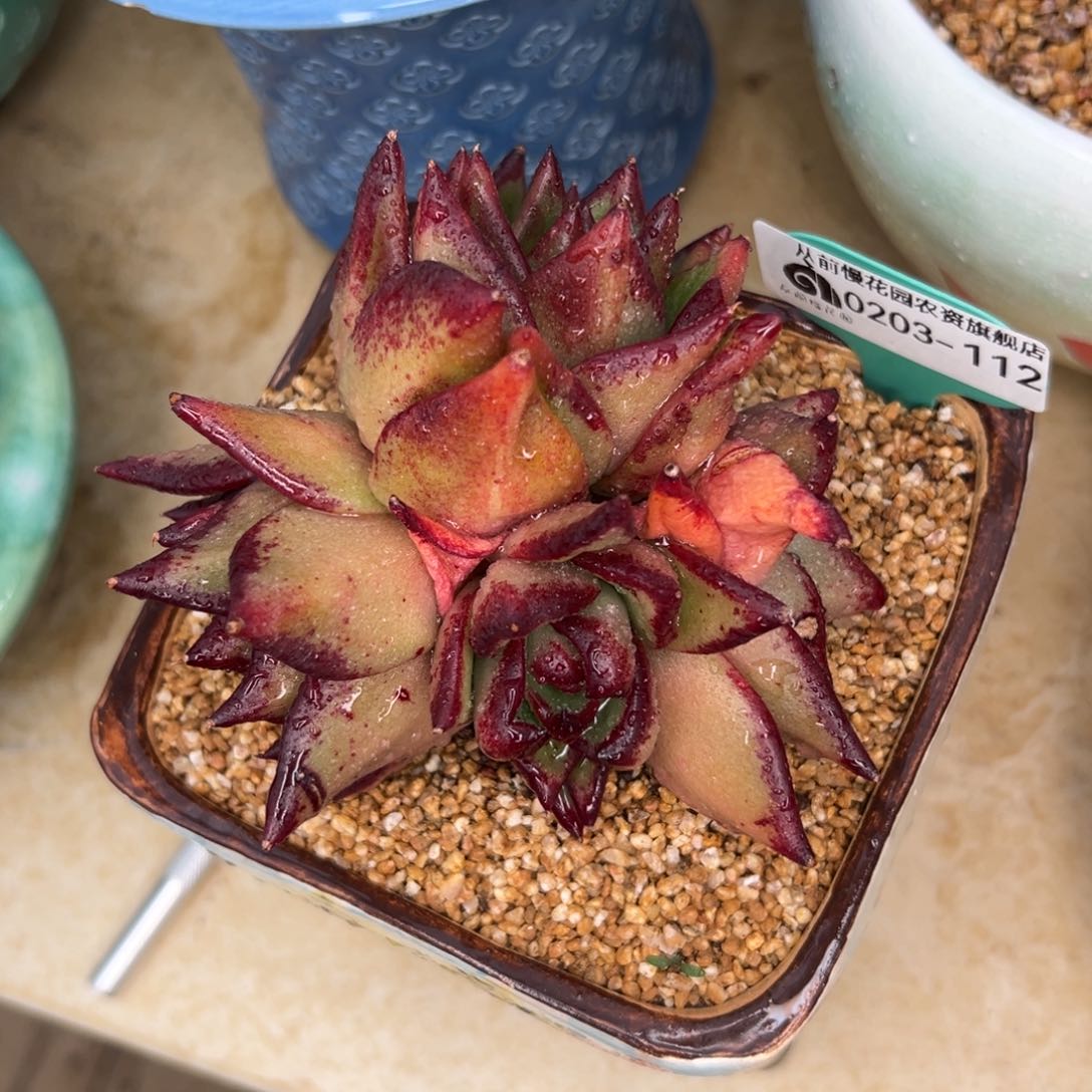 多肉一物一拍0203-112