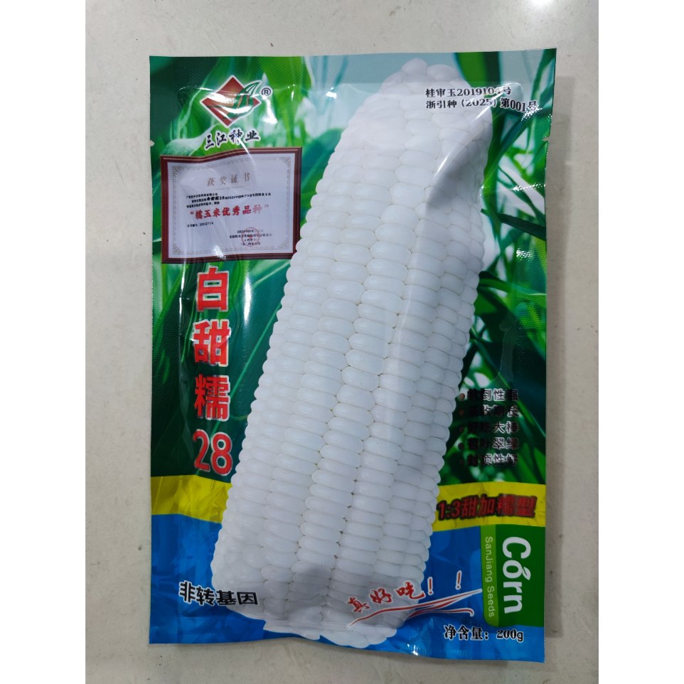 白甜糯28甜糯鲜食玉米种子大棒超早熟耐热抗性好蔬菜种子