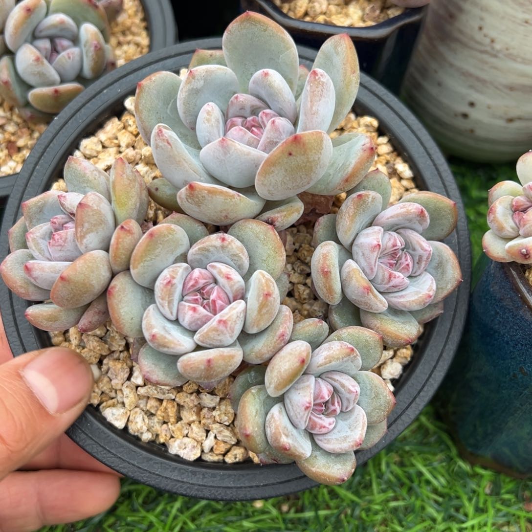 啊石榴籽星影小树福利有摘心