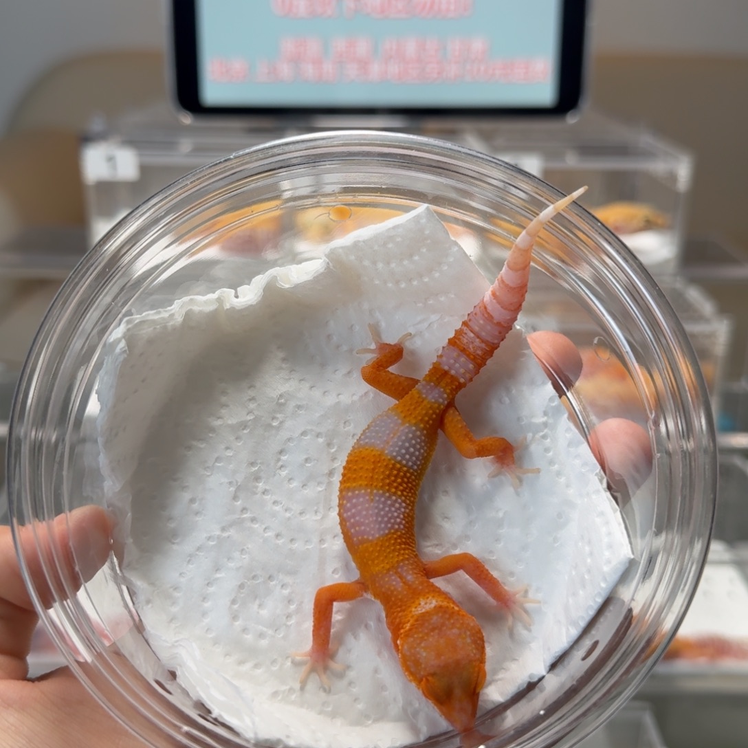 豹纹守宫贝尔蜜桔妹妹