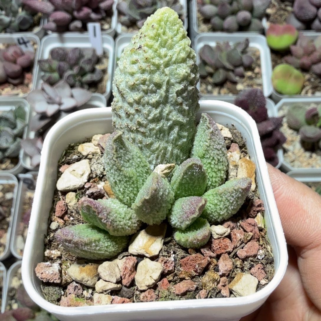 碧彩 满68包邮哦