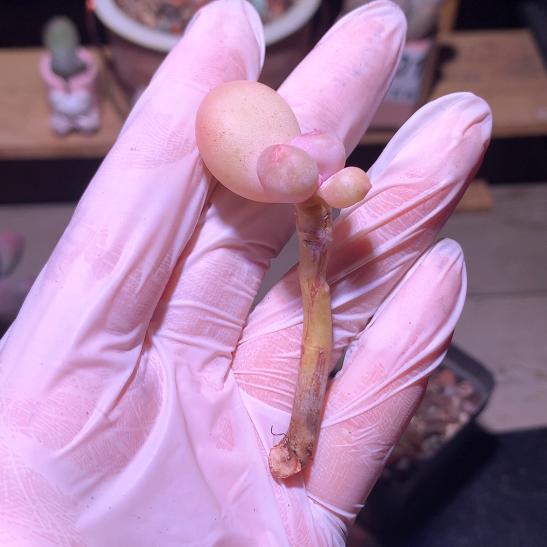 奶酪多肉 小奶酪多肉