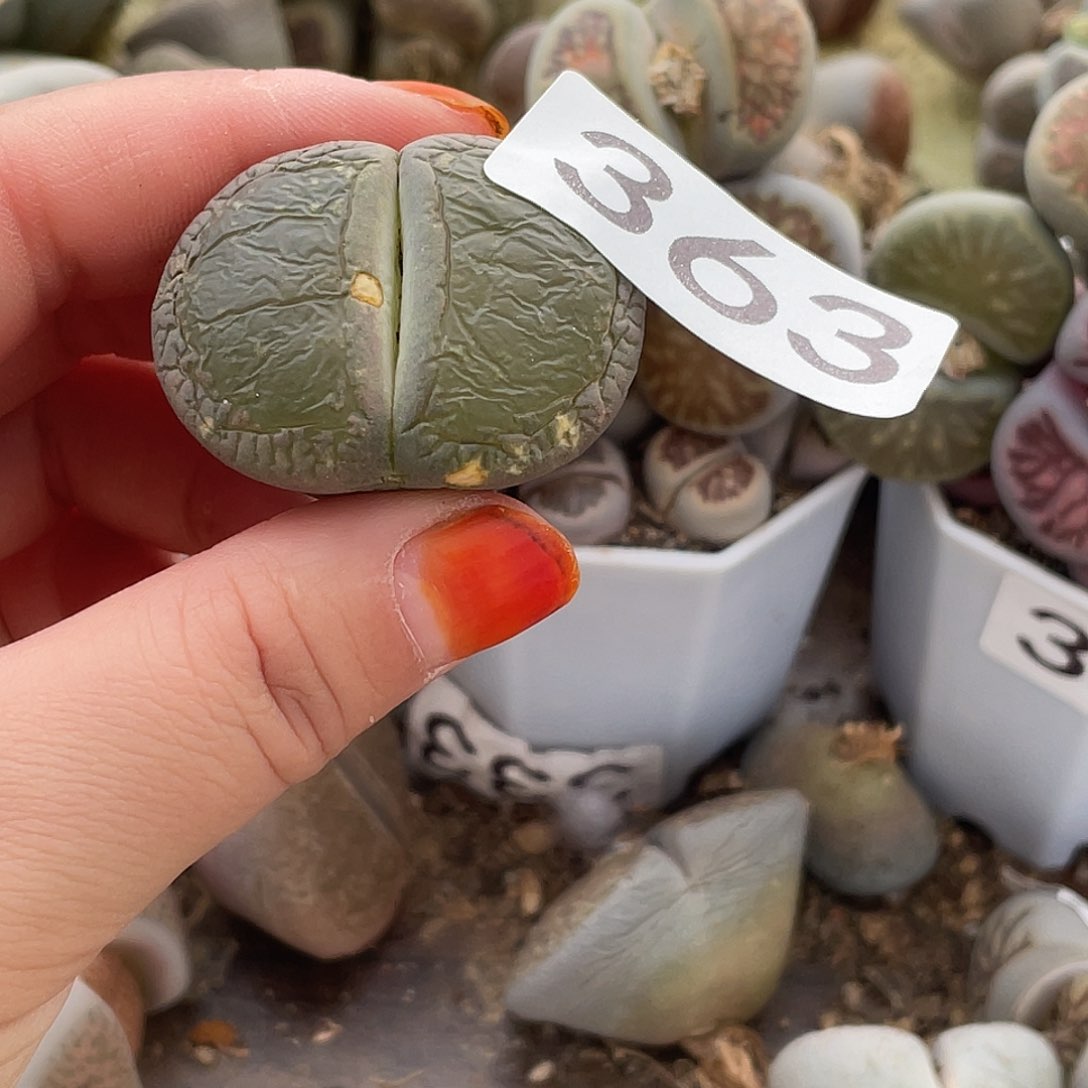 生石花一颗36300