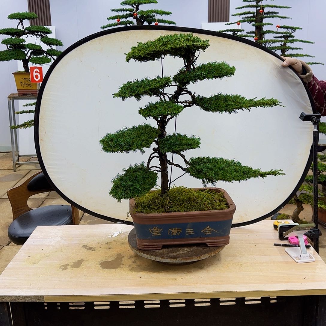 盆景直播间一物一拍