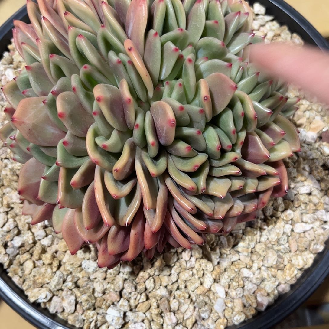 蔬**子寄养链接的肉肉的