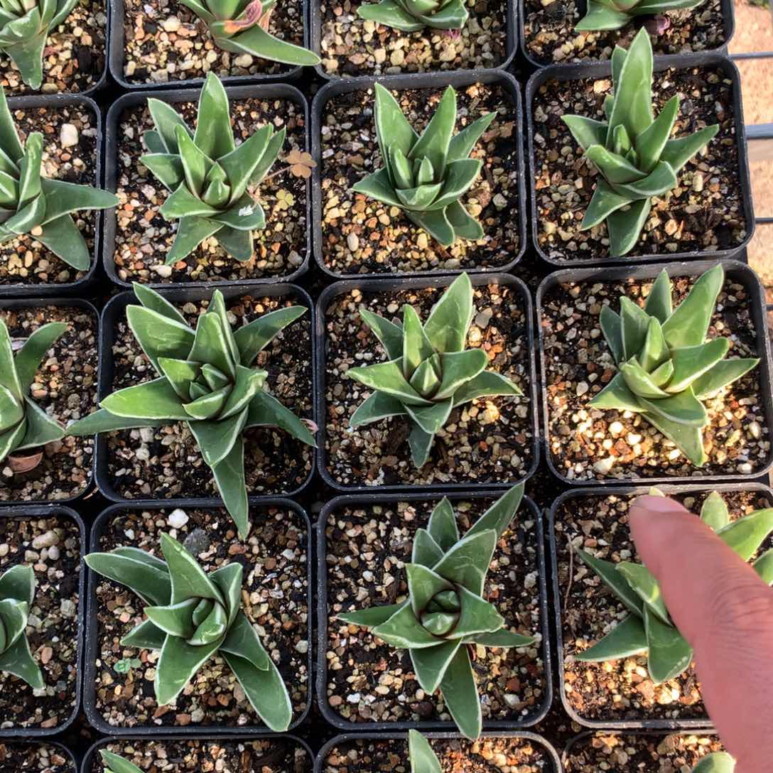 白折瑞鹤一颗。   福利。 随机脱土发货。 