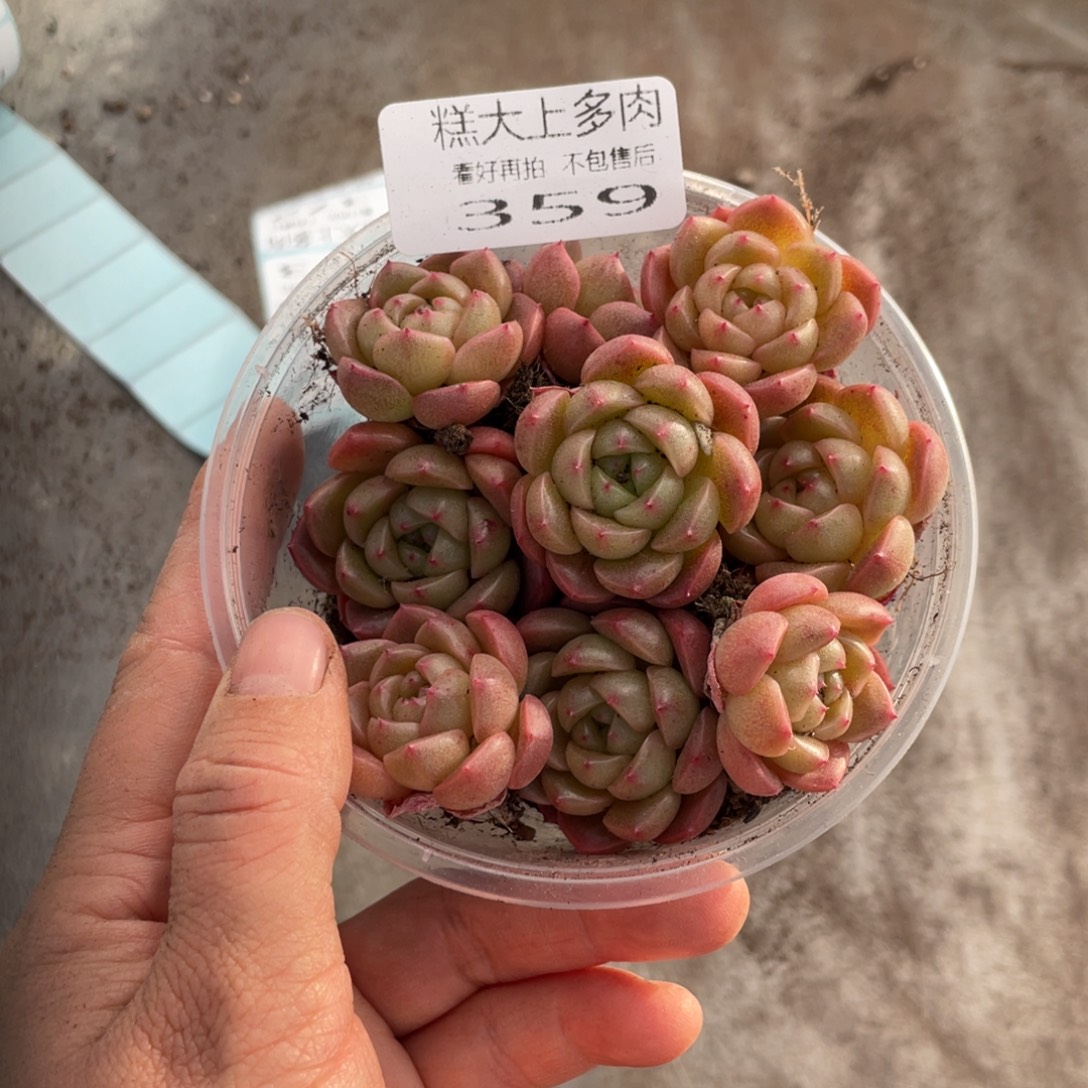 糕大上多肉植物359
