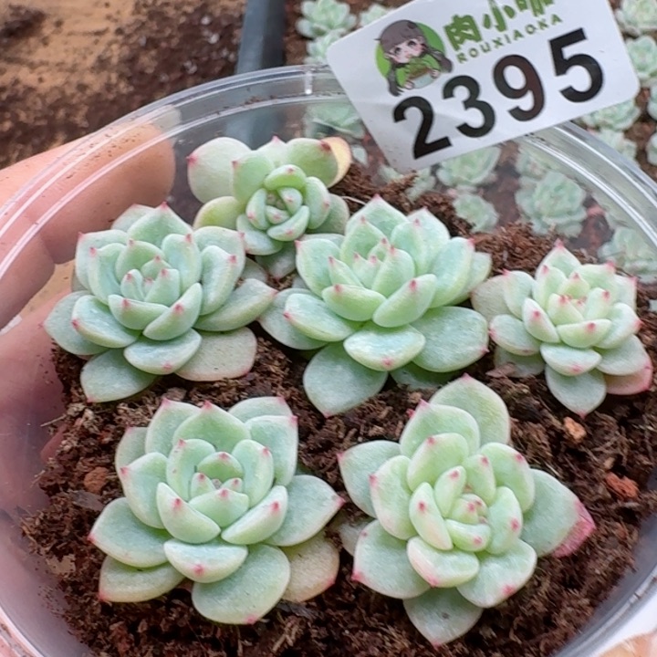 多肉植物多肉植物