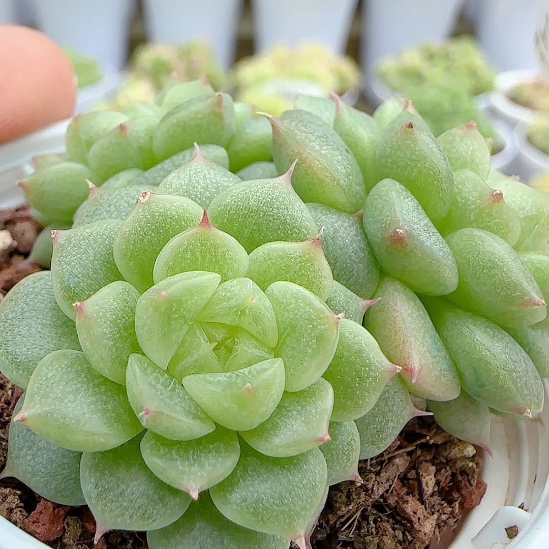 【闪购商品】0630-17珍妮海王优选