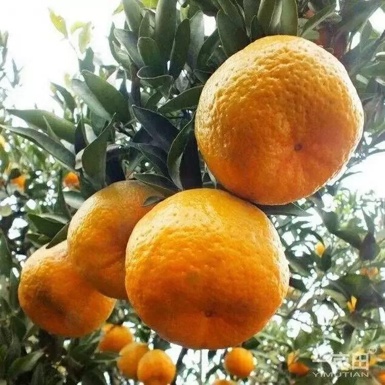 四川屏山椪柑新鲜水果当季薄皮橘子孕妇可食农家种植芦柑椪柑柑橘