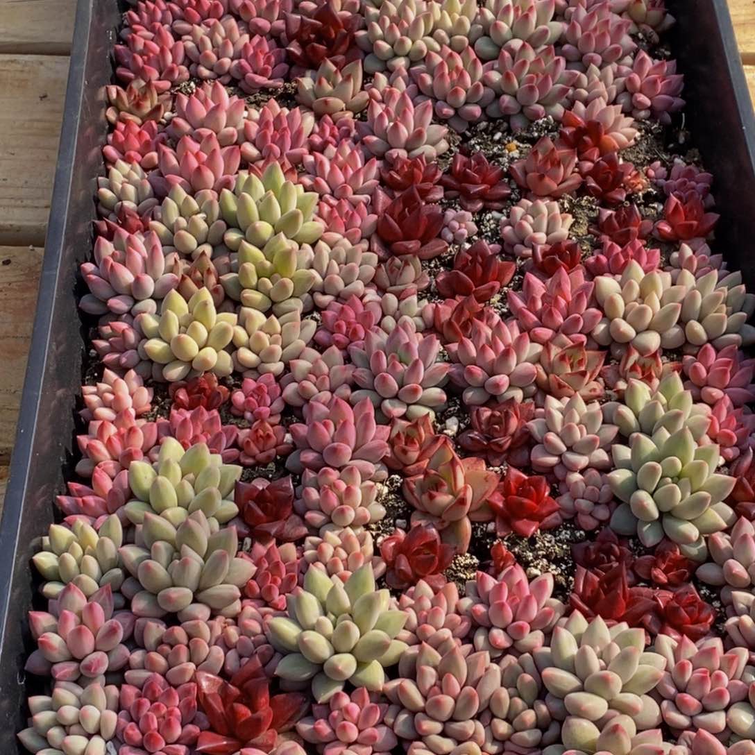 岁**好716的人生态度是一