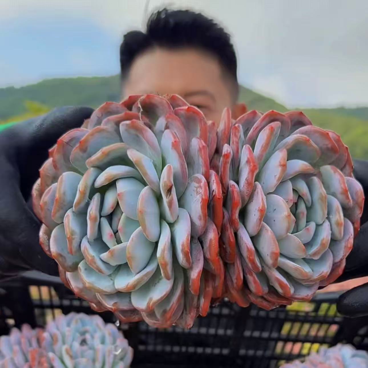 零花钱多肉  盆栽精品韩橙双头   多肉植物