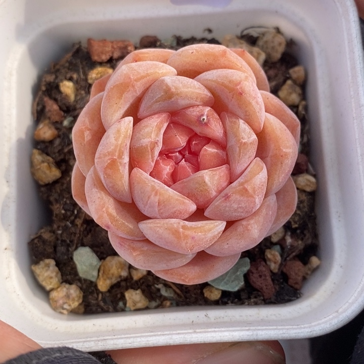 1205-528，糖心多肉