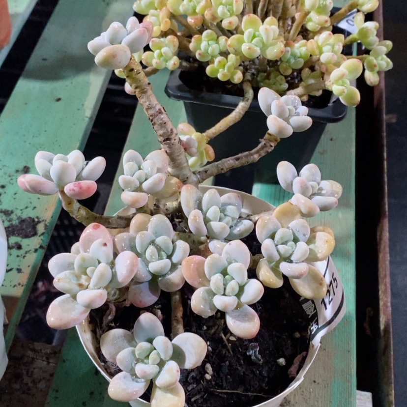 【闪购商品】洛神1275