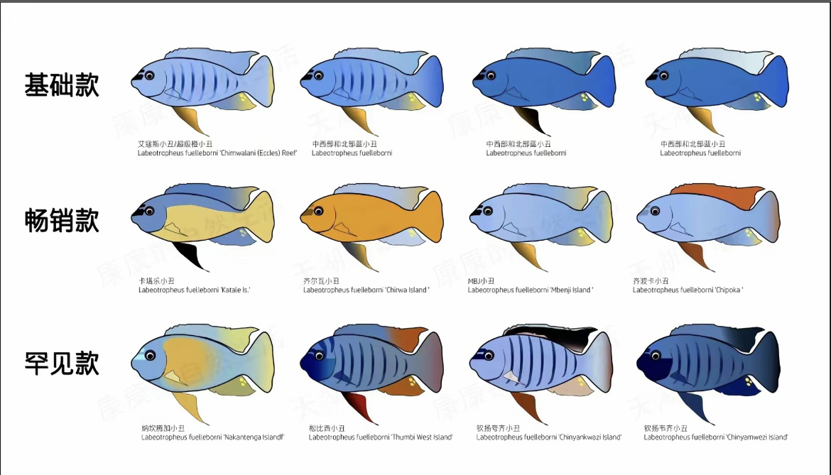 三湖慈鲷野生精品小丑类