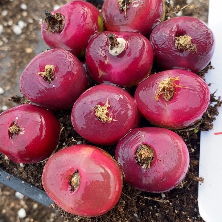 17101一组红蟠桃一组