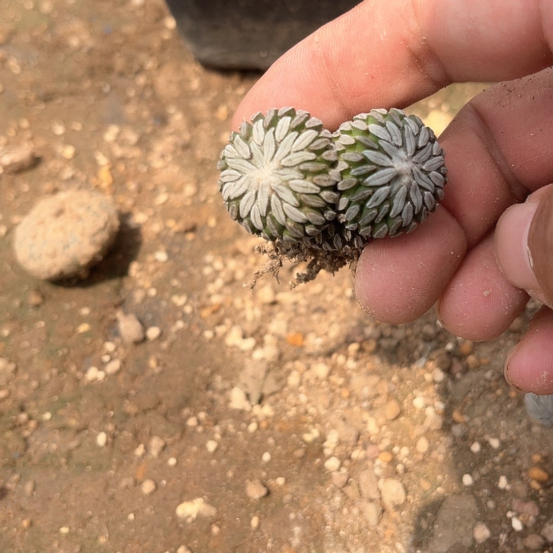 被***险一个双头丸子好好好