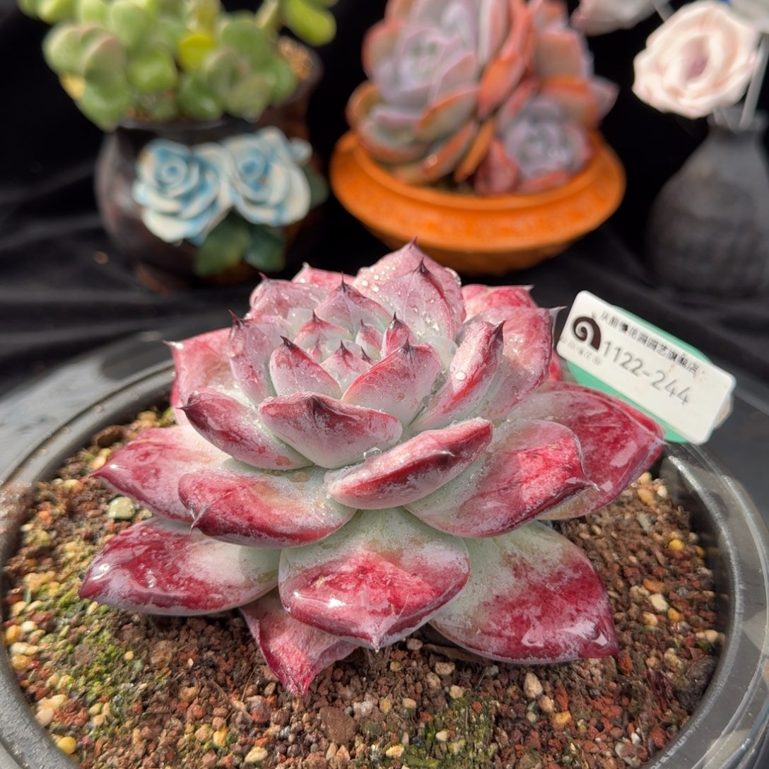 从前慢花园多肉编号1122-244