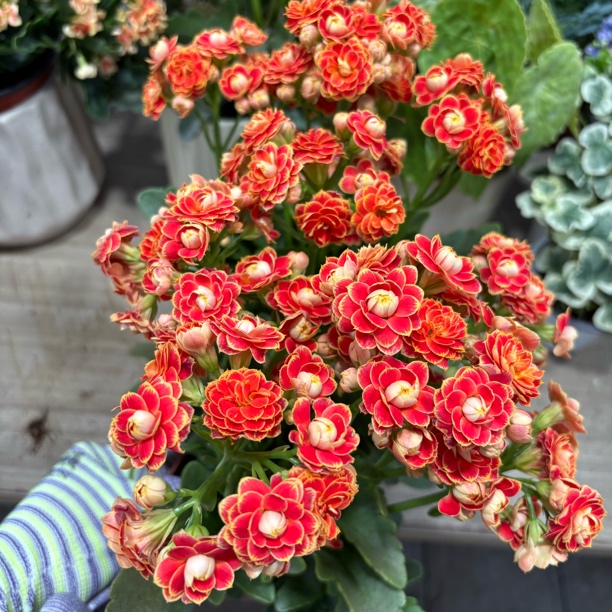 金狐狸长寿带花带花苞