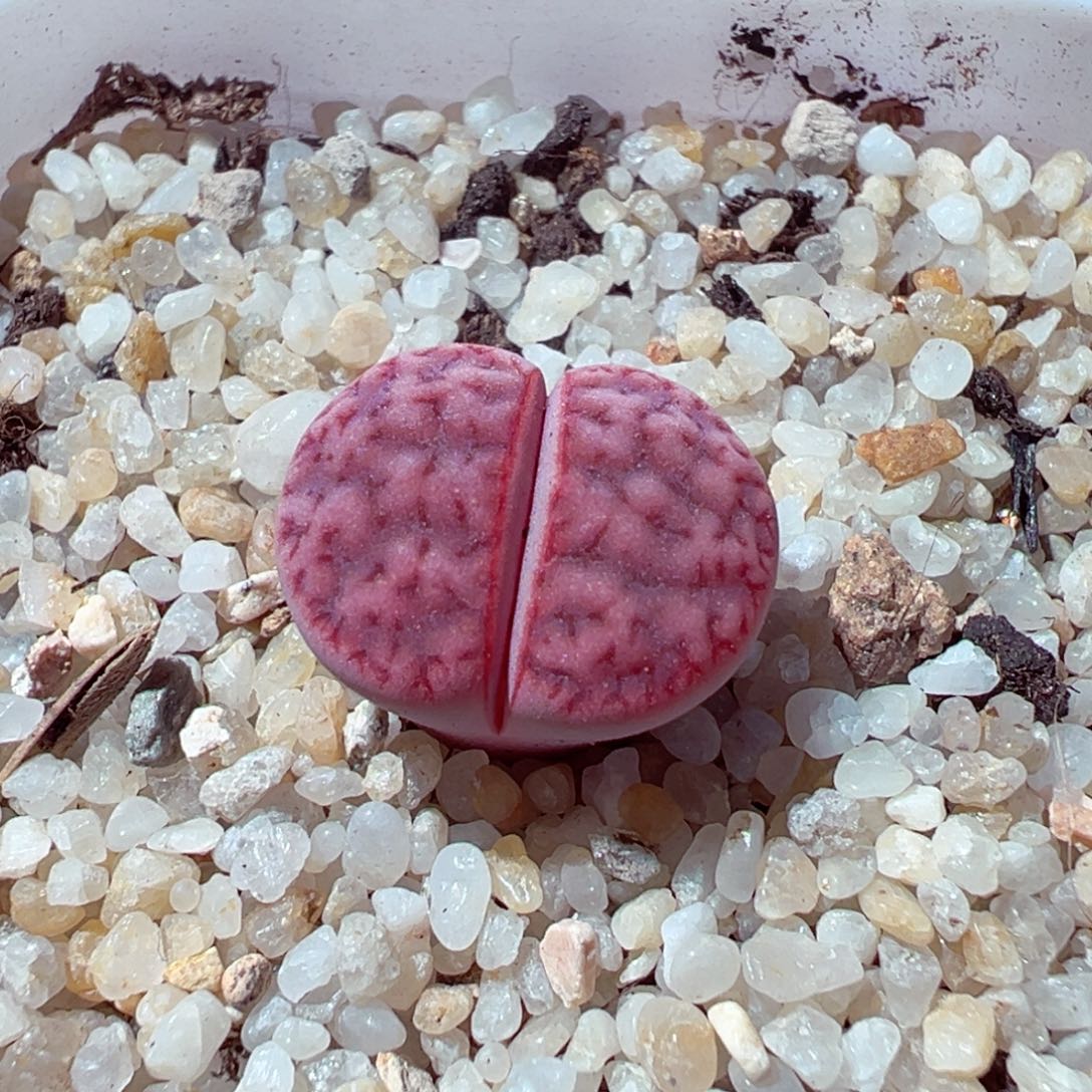 1128-744多肉多肉阿克玫瑰