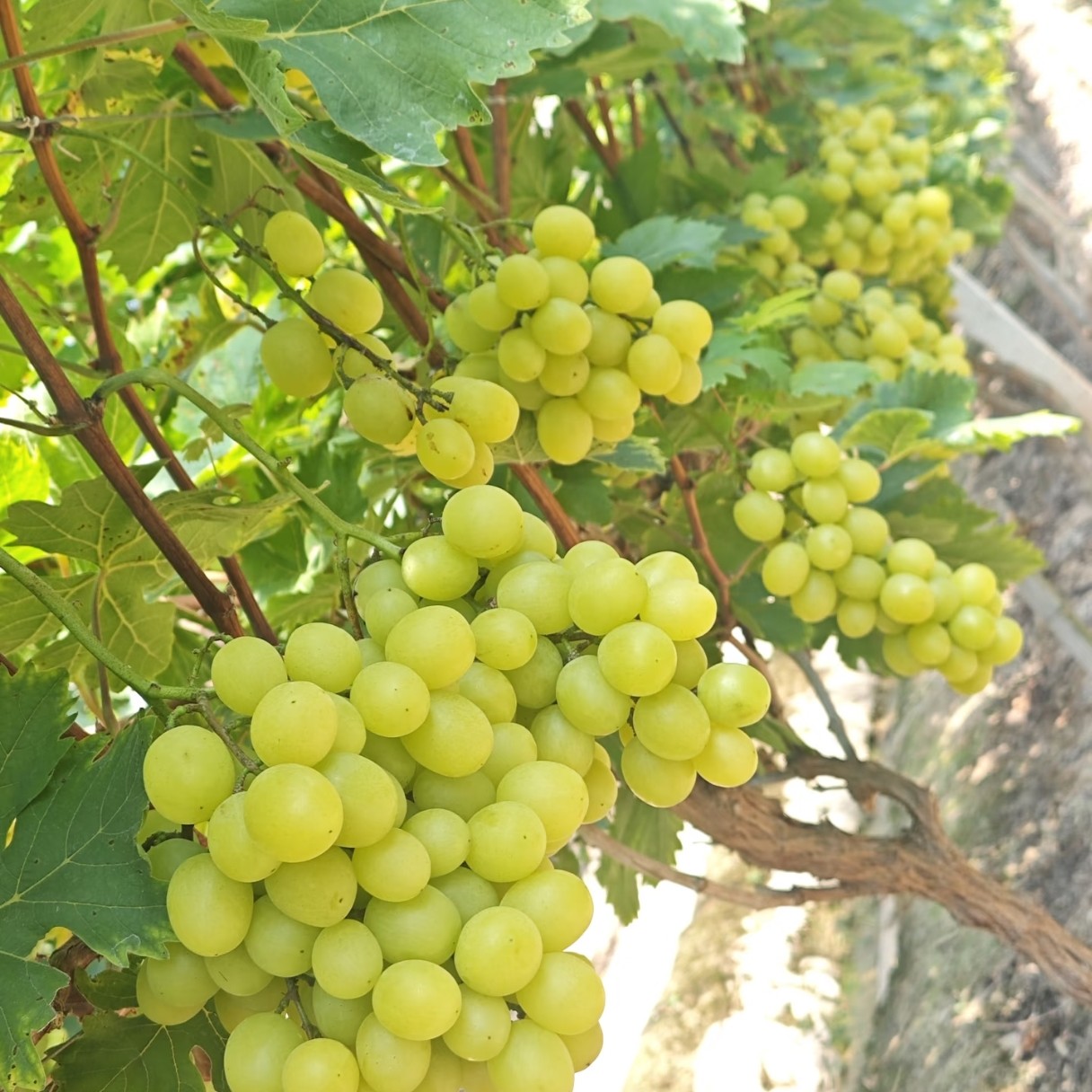 黄金密葡萄苗  （夏黑嫁接） 早熟品种  《满28元包邮》  玉海苗木