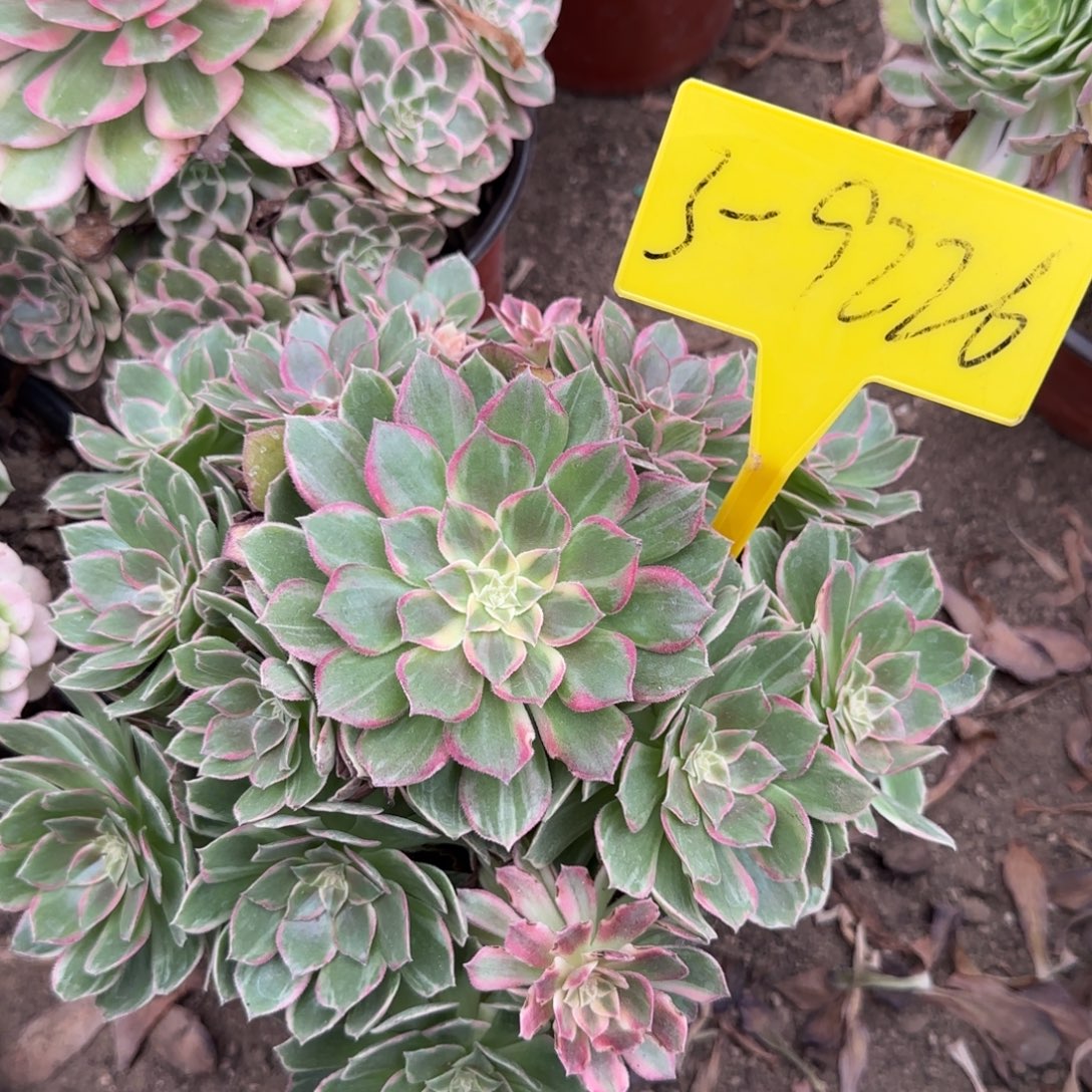 3-9226--万花筒多头