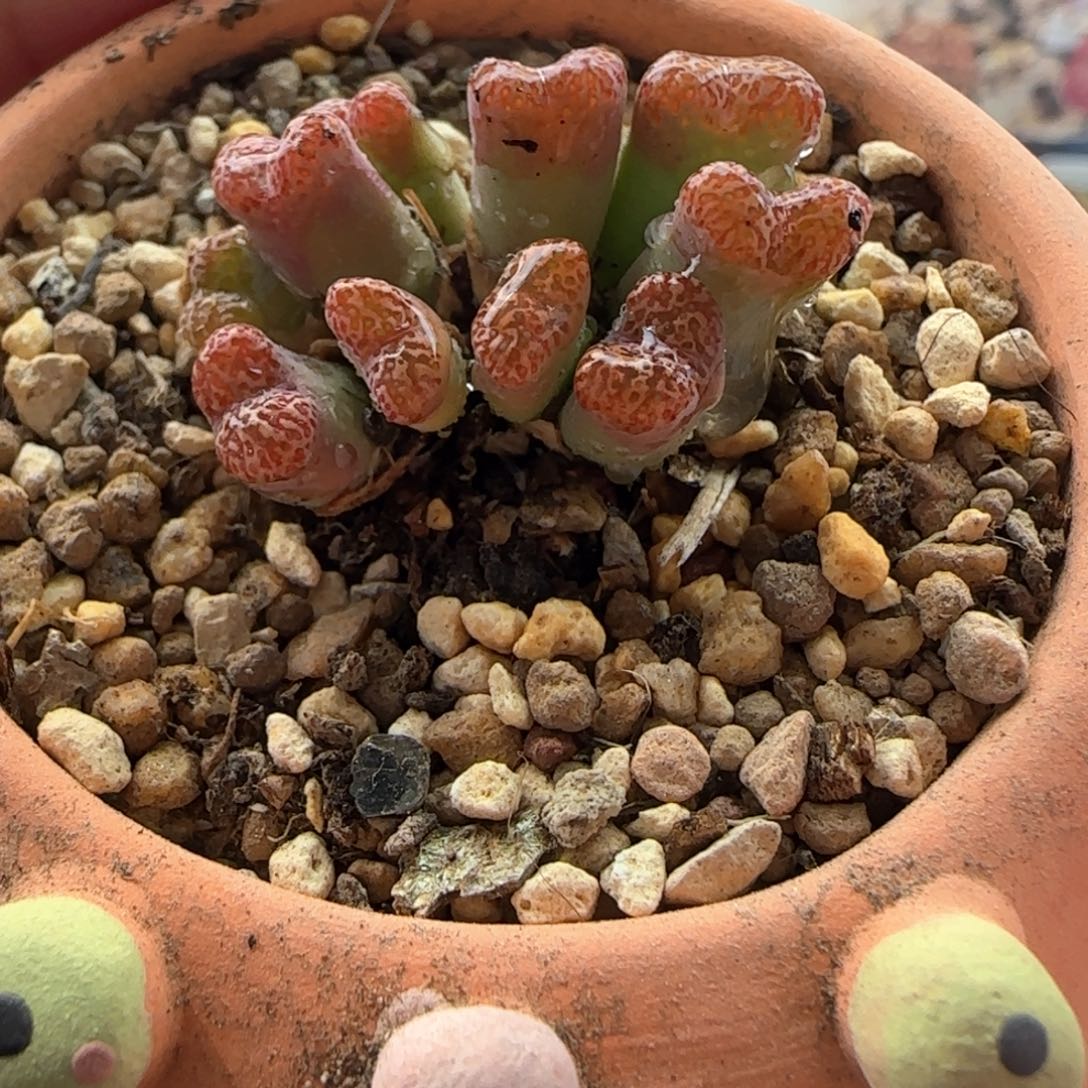 5218 大白多肉植物园