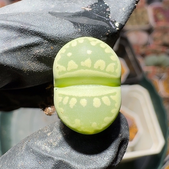 生石花1111111。  128