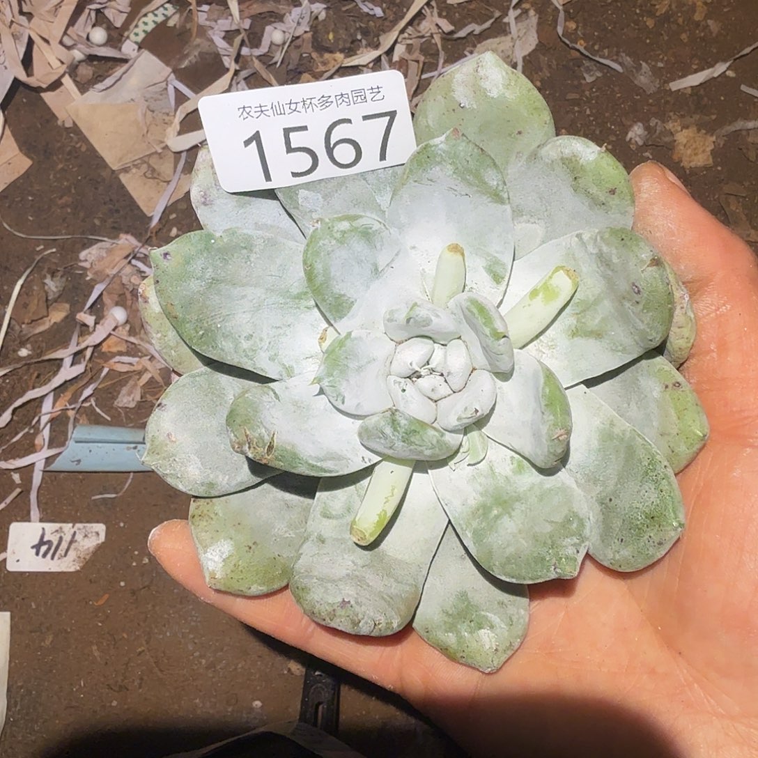 3代杂交仙女杯多肉福利