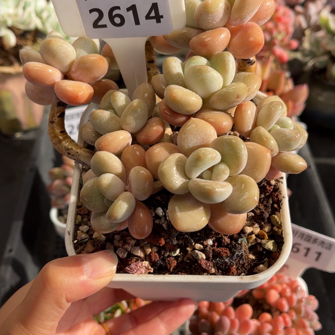 2614 满30包邮天冷地区必拍保温箱