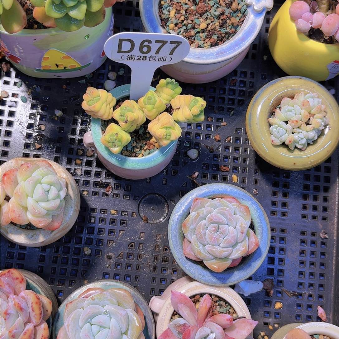 走*.D677手无限一物一拍