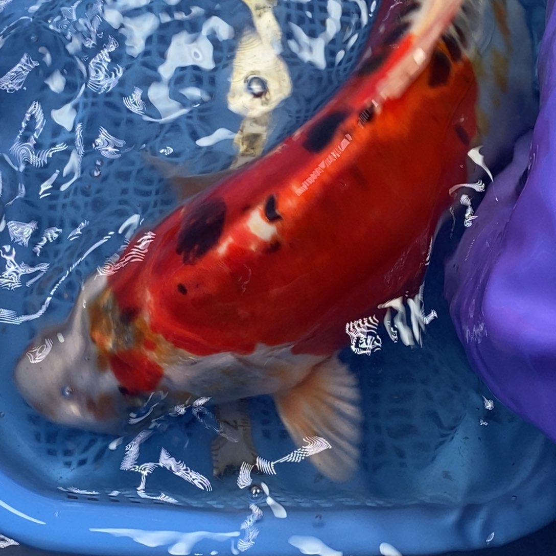 锦鲤冷水锦鲤包邮