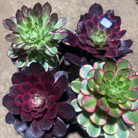 461多肉植物组合