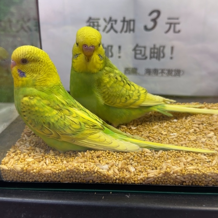 虎皮鹦鹉大头虎皮鹦鹉