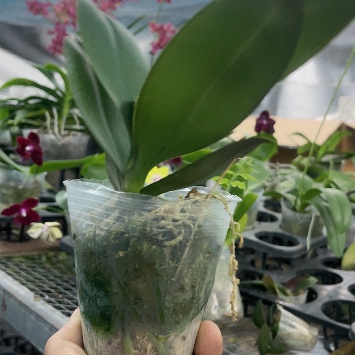 当前无花栽培后可以开花拉斯维加斯