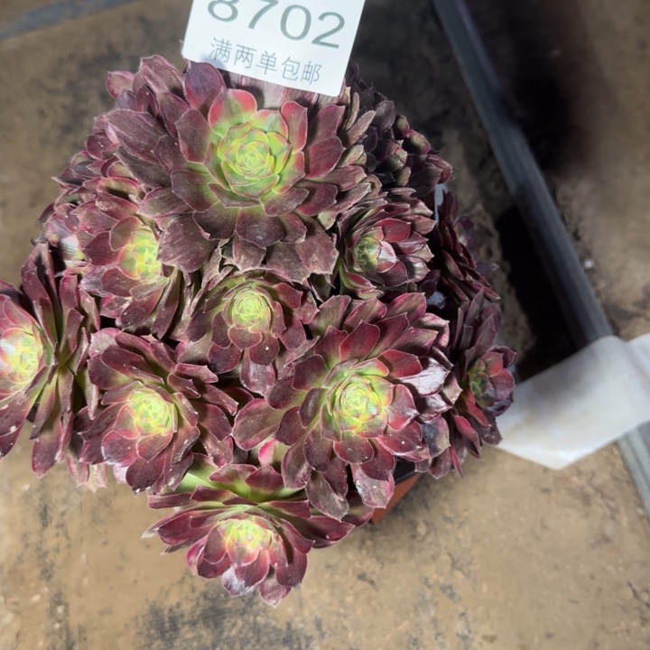 8702安娜多肉植物