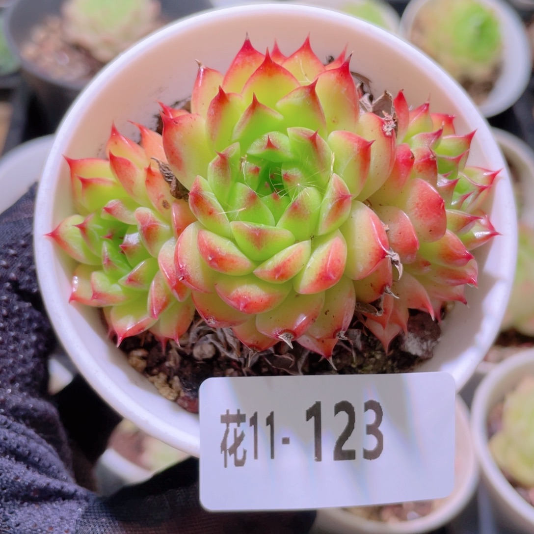 花利美11-123海王群