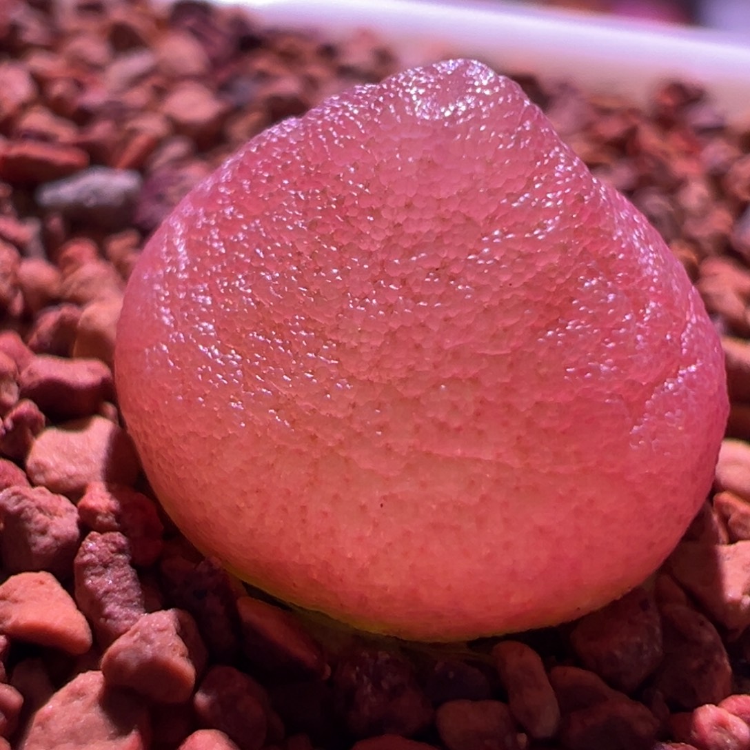 1159，哈默灯泡，肉锥植物
