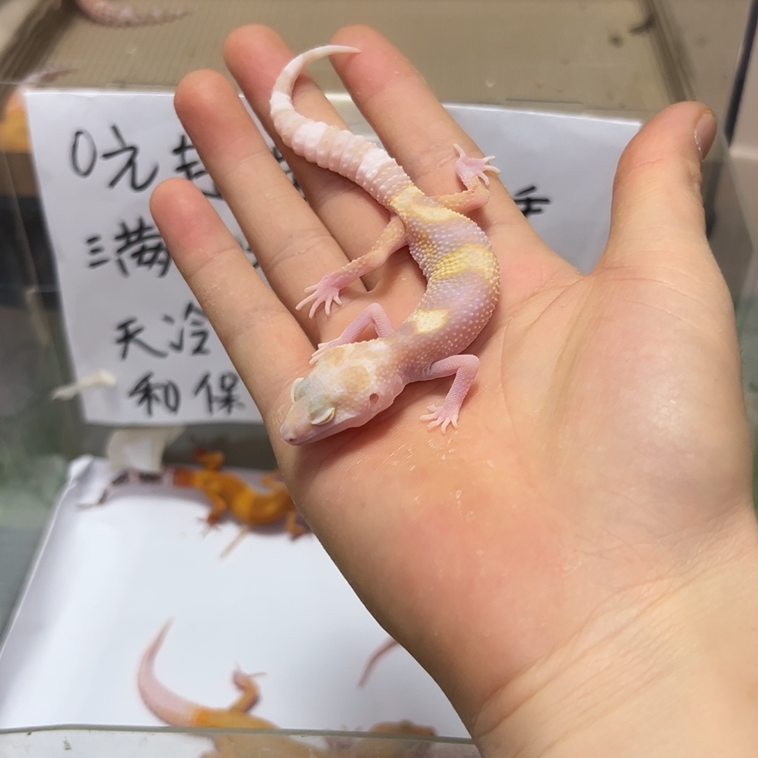 豹纹守宫豹纹守宫