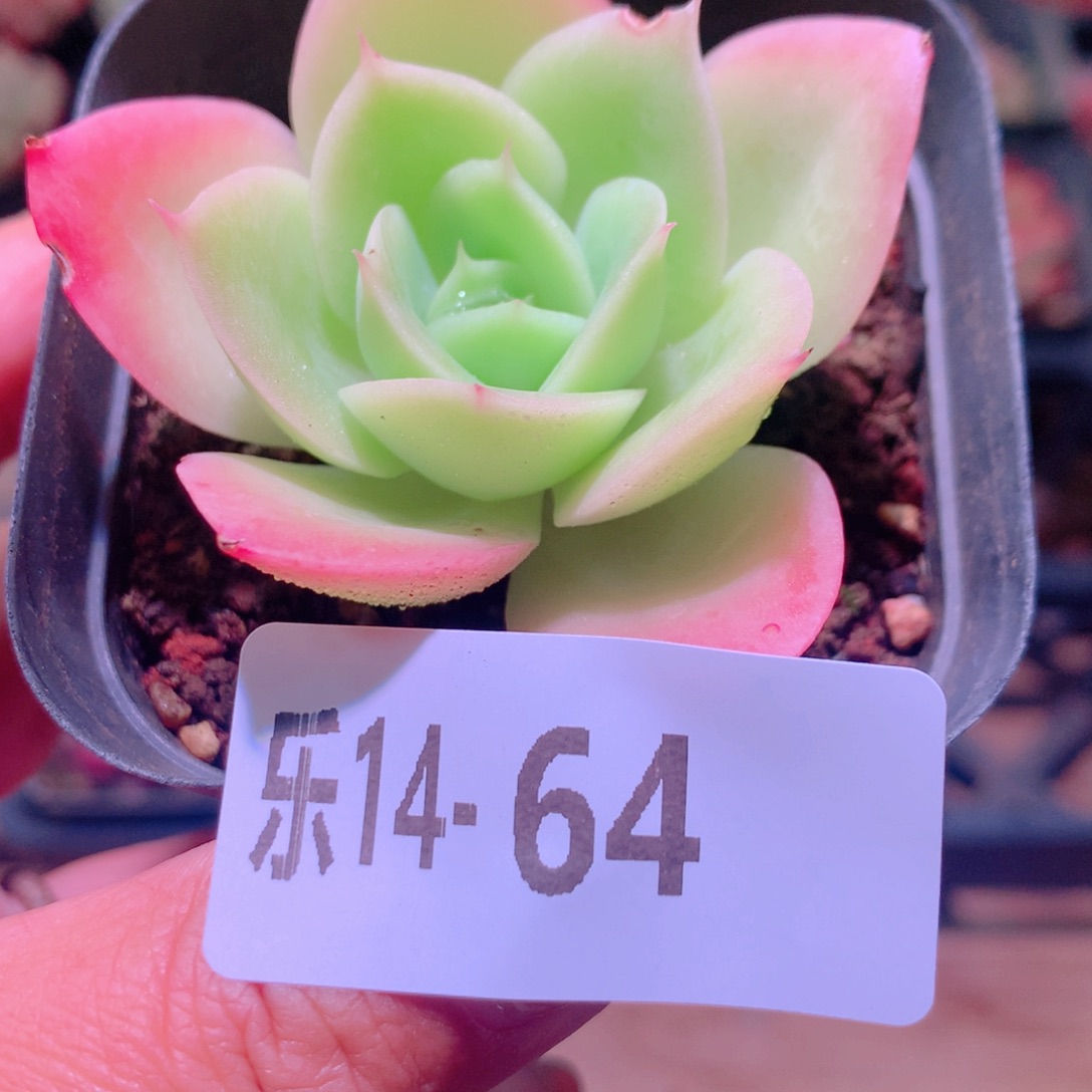 乐然14-64 柠檬酸橙 