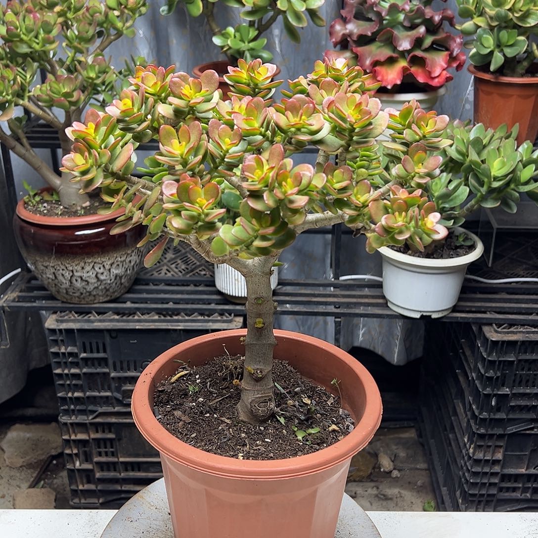 4年摇钱树带土球发货