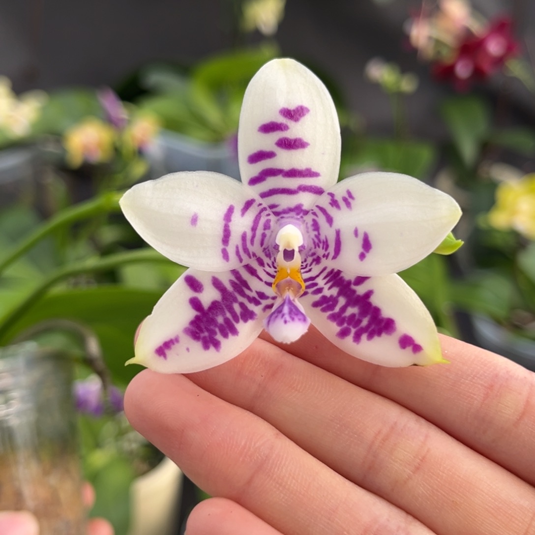 完全开放2.5寸3288开花株