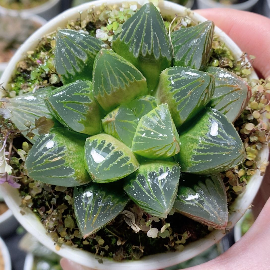 实生寿玉露多肉植物