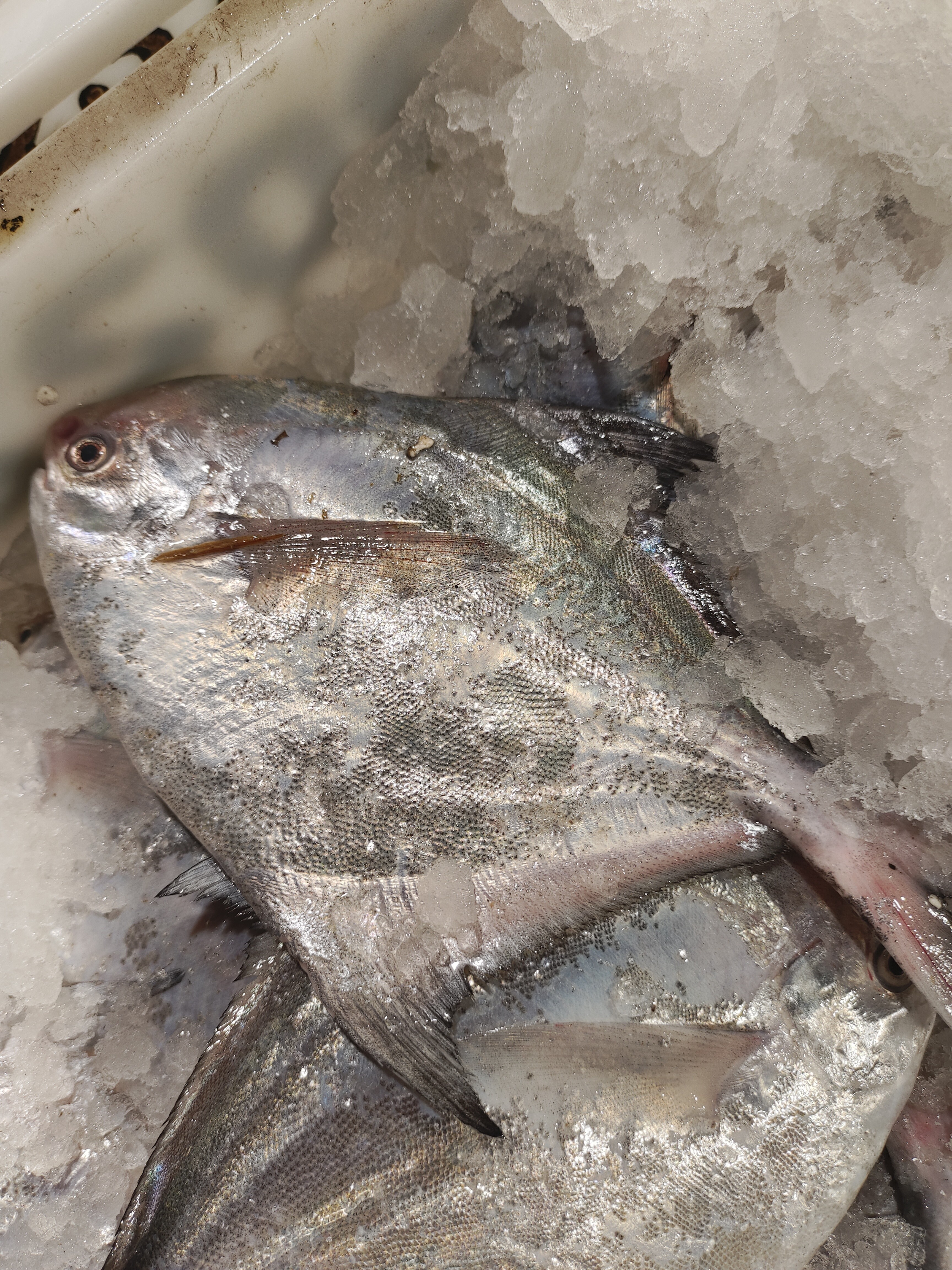 温州本港流网银鲳鱼（4-5两规格）鲜度赞，江浙沪（顺丰包邮）冰鲜发。